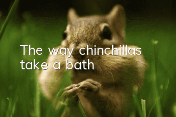 The way chinchillas take a bath