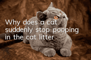 Why does a cat suddenly stop pooping in the cat litter?