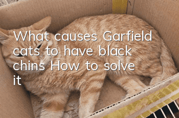 What causes Garfield cats to have black chins? How to solve it?