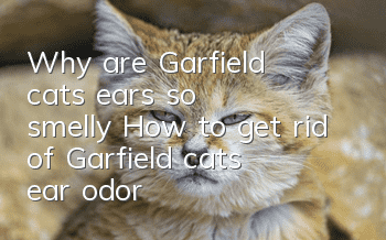Why are Garfield cats’ ears so smelly? How to get rid of Garfield cat’s ear odor!