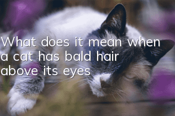 What does it mean when a cat has bald hair above its eyes?