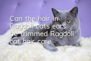 Can the hair in Ragdoll cats’ ears be trimmed? Ragdoll cat hair care!