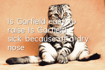 Is Garfield easy to raise? Is Garfield sick because of a dry nose?