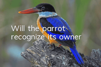 Will the parrot recognize its owner?