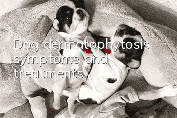 Dog dermatophytosis symptoms and treatments