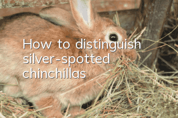 How to distinguish silver-spotted chinchillas