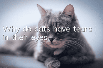 Why do cats have tears in their eyes?