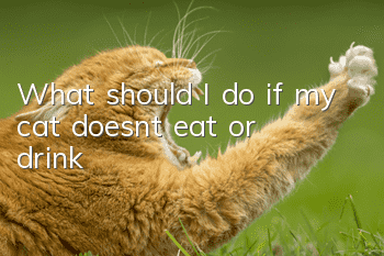 What should I do if my cat doesn’t eat or drink?