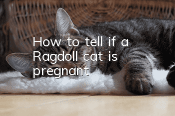 How to tell if a Ragdoll cat is pregnant