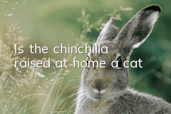 Is the chinchilla raised at home a cat?