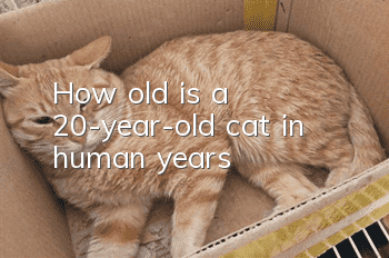 How old is a 20-year-old cat in human years?