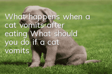 What happens when a cat vomits after eating? What should you do if a cat vomits?