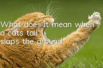 What does it mean when a cat's tail slaps the ground?