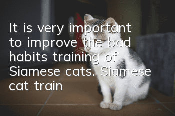 It is very important to improve the bad habits training of Siamese cats. Siamese cat training methods!