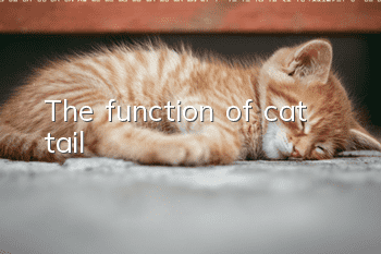 The function of cat tail