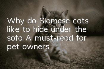 Why do Siamese cats like to hide under the sofa? A must-read for pet owners!