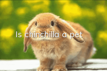 Is chinchilla a pet?