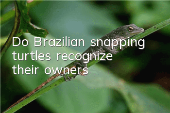 Do Brazilian snapping turtles recognize their owners?