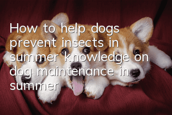 How to help dogs prevent insects in summer, knowledge on dog maintenance in summer!