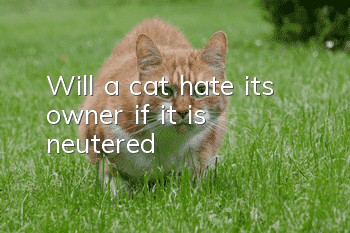 Will a cat hate its owner if it is neutered?