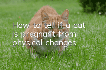 How to tell if a cat is pregnant from physical changes?