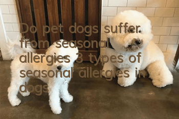 Do pet dogs suffer from seasonal allergies? 3 types of seasonal allergies in dogs!