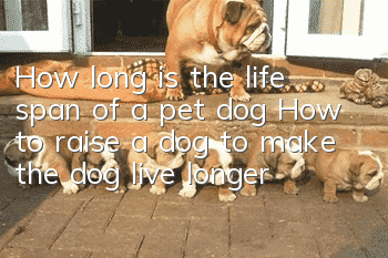 How long is the life span of a pet dog? How to raise a dog to make the dog live longer?