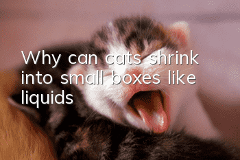 Why can cats shrink into small boxes like liquids?