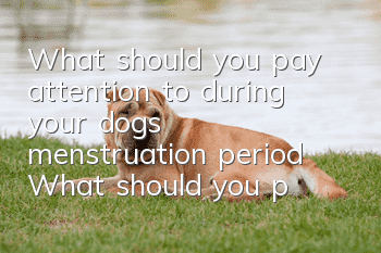 What should you pay attention to during your dog’s menstruation period? What should you pay attention to during your dog’s menstruation period!