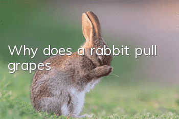 Why does a rabbit pull grapes?
