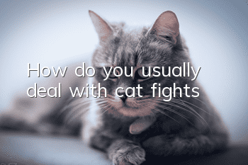 How do you usually deal with cat fights?