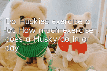 Do Huskies exercise a lot? How much exercise does a Husky do in a day?