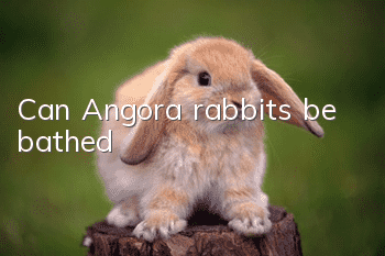 Can Angora rabbits be bathed?