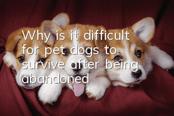 Why is it difficult for pet dogs to survive after being abandoned?