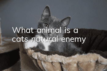 What animal is a cat’s natural enemy?