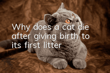 Why does a cat die after giving birth to its first litter?