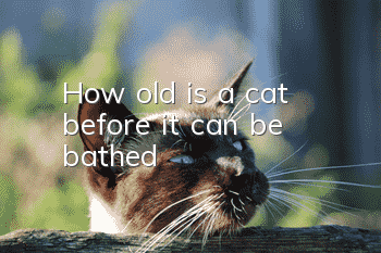 How old is a cat before it can be bathed?
