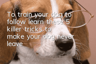 To train your dog to follow, learn these 5 “killer tricks” to make your dog never leave you!