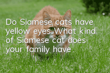 Do Siamese cats have yellow eyes? What kind of Siamese cat does your family have?