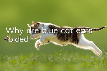 Why are blue cat ears folded?