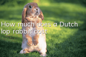 How much does a Dutch lop rabbit cost?