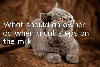 What should an owner do when a cat steps on the milk?