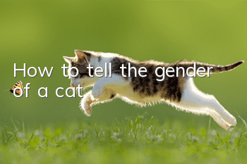 How to tell the gender of a cat