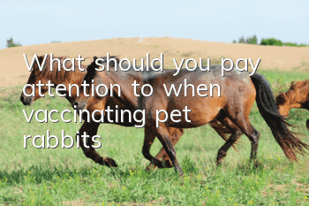 What should you pay attention to when vaccinating pet rabbits?