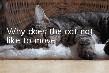 Why does the cat not like to move?
