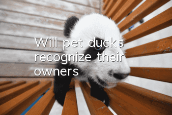 Will pet ducks recognize their owners?