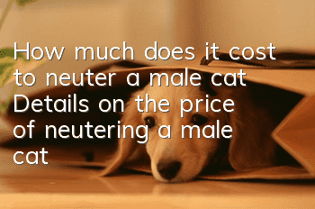 How much does it cost to neuter a male cat? Details on the price of neutering a male cat!