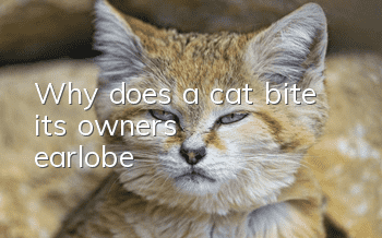 Why does a cat bite its owner's earlobe?