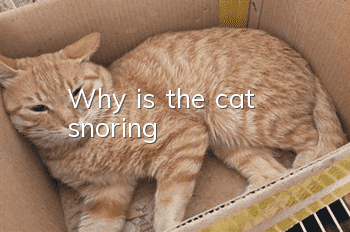 Why is the cat snoring?