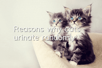 Reasons why cats urinate randomly